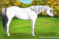 Horse Color:White Spotted Black Tobiano Frame Rabicano