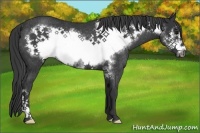 Horse Color:Black Frame Rabicano