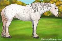 Horse Color:Chestnut Appaloosa