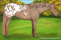 Horse Color:Chestnut Appaloosa 