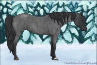 Horse Color:Blue Roan 