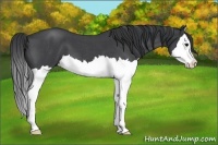 Horse Color:Blue Roan Splash 