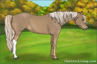 Horse Color:Palomino 