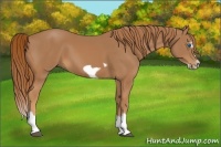 Horse Color:Chestnut Splash Frame
