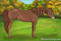 Horse Color:Chestnut Splash Frame