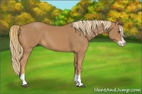 Horse Color:Chestnut Splash 