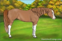 Horse Color:Chestnut Splash 