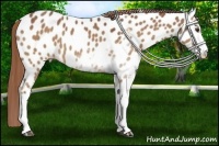 Horse Color:Chestnut Sabino Near Leopard 