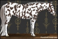 Horse Color:Liver Chestnut Splash Near Leopard 