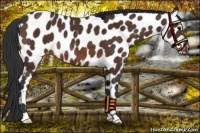 Horse Color:Bay Near Leopard Rabicano 