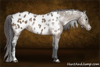Horse Color:White Spotted Bay Dun Appaloosa 