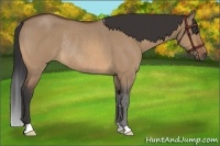 Horse Color:Bay Roan Dun Rabicano