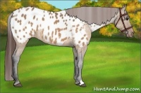 Horse Color:Brown Roan Dun Blanket Rabicano Brindle