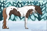 Horse Color:Liver Chestnut Tobiano 