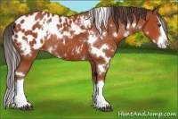 Horse Color:White Spotted Bay Splash Appaloosa Rabicano 