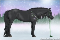 Horse Color:Black 