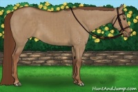 Horse Color:Red Dun Rabicano Brindle 