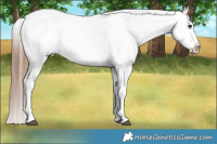 Horse Color:Red Dun Appaloosa Rabicano Brindle 