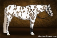 Horse Color:Liver Red Dun Appaloosa 