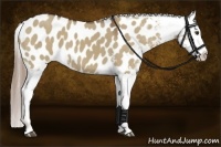 Horse Color:Liver Red Dun Appaloosa