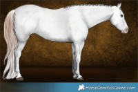 Horse Color:Liver Red Dun Sabino Appaloosa
