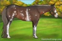 Horse Color:White Spotted Liver Chestnut Sabino