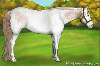 Horse Color:White Spotted Liver Chestnut Pearl Sabino 