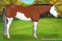 Horse Color:Bay Splash 