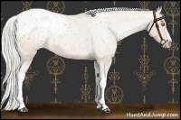 Horse Color:Silver Blue Roan Pearl Tobiano Frame Appaloosa 