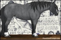 Horse Color:Blue Roan Sabino