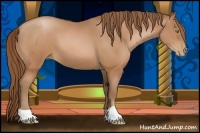 Horse Color:Bay Pearl