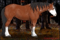 Horse Color:Bay Sabino Rabicano