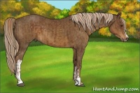 Horse Color:Liver Chestnut Sabino  and Chocolate Palomino 