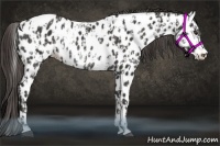 Horse Color:Liver Chestnut Near Leopard  and Liver Chestnut Near Leopard Rabicano 