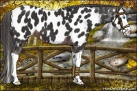 Horse Color:Liver Chestnut Splash Near Leopard 