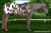 Horse Color:Liver Chestnut Appaloosa 