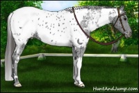 Horse Color:White Spotted Black Near Leopard 