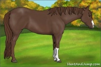 Horse Color:Liver Chestnut 