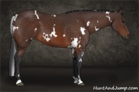 Horse Color:White Spotted Bay 