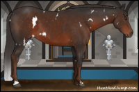 Horse Color:White Spotted Liver Chestnut 