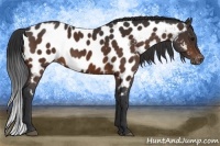 Horse Color:Bay Appaloosa 