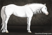 Horse Color:Chocolate Palomino Pearl Sabino