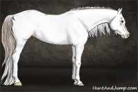 Horse Color:Liver Chestnut Sabino