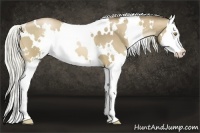Horse Color:White Spotted Liver Chestnut Pearl Sabino Splash 