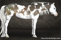 Horse Color:White Spotted Liver Chestnut Splash 