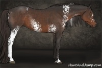 Horse Color:White Spotted Liver Chestnut Sabino Rabicano