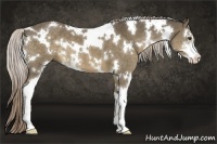 Horse Color:White Spotted Chocolate Palomino Sabino 