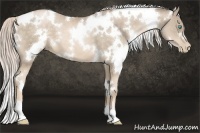 Horse Color:White Spotted Chocolate Palomino Pearl