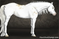 Horse Color:Liver Red Dun Pearl Sabino Splash 