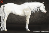 Horse Color:White Spotted Chocolate Palomino Pearl Sabino 